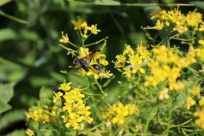 Close-up of bee on yellow flowers