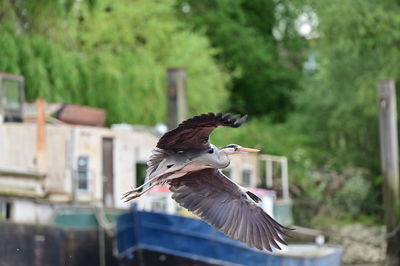 Close-up of bird flying against trees