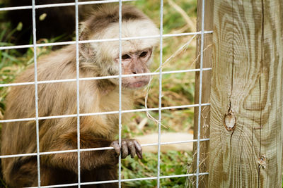 Monkey in cage