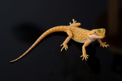 Close-up of lizard