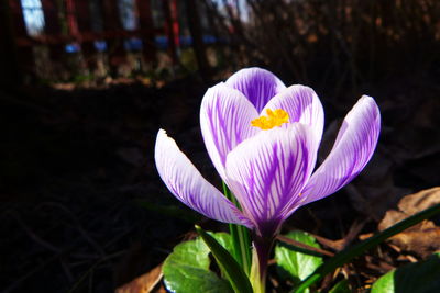 Close-up of purple crocus flower on field