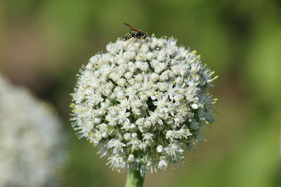 Close-up of bee on flower