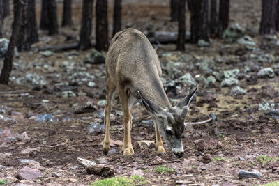 Deer standing in a field