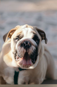 Close-up portrait of dog outdoors