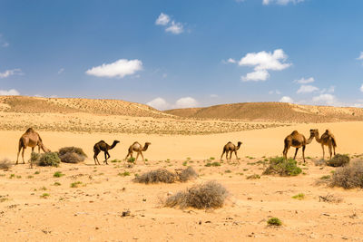 Horses in desert against sky