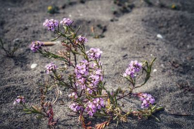 Close-up of pink flowering plant