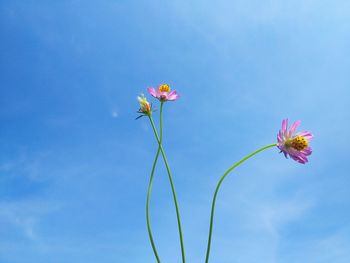 Low angle view of pink flowering plant against blue sky