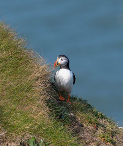 Close-up of bird on field