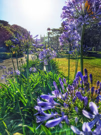 Close-up of purple flowers