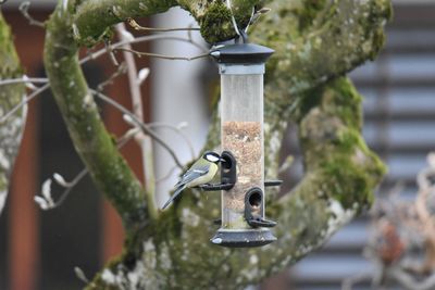 Close-up of great tit on bird feeder