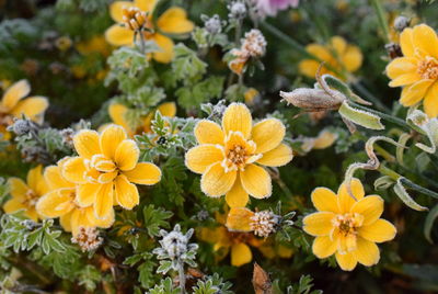 Close-up of yellow flowering plants