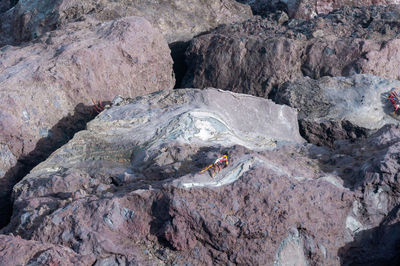 Crab sunbathing on the rocks