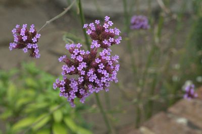 Close-up of purple flowering plant on field