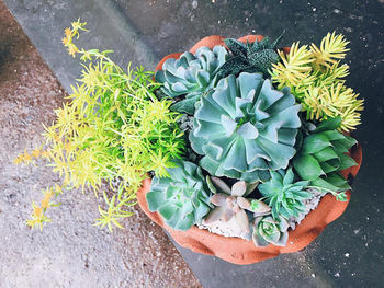 High angle view of potted plants