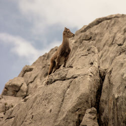 Low angle view of a rock formation and chamois