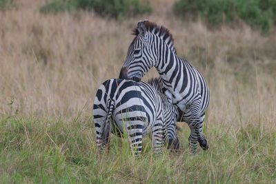 Zebra standing on field