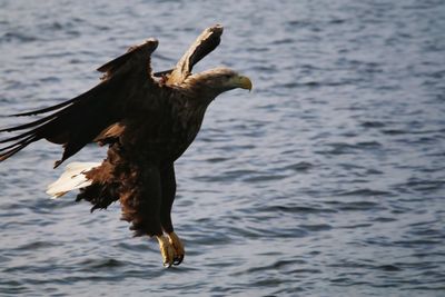 Close-up of eagle flying over sea