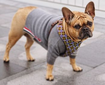 Portrait of a dog