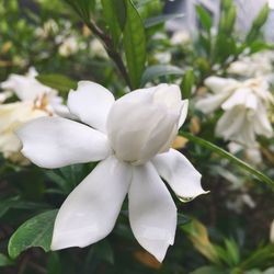 Close-up of white flowers