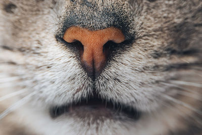 Close-up of a cat with eyes closed