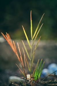 Close-up of plant