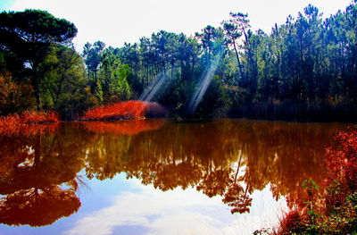 Reflection of trees in calm lake