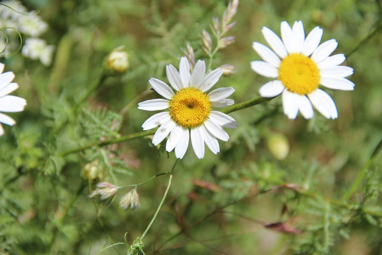 flower, freshness, fragility, petal, white color, flower head, growth, pollen, daisy, beauty in nature, blooming, focus on foreground, plant, close-up, nature, field, in bloom, stem, yellow, day