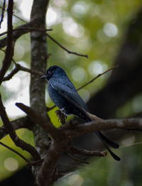 A beautiful small black drongo 