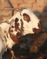 Close-up of a animal