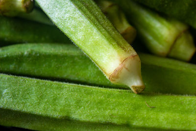 Detail shot of leaf