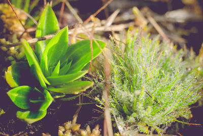 Close-up of succulent plant on field