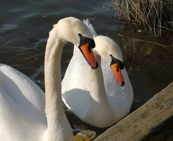 Swan floating on lake