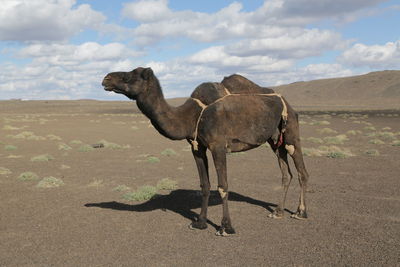 camel