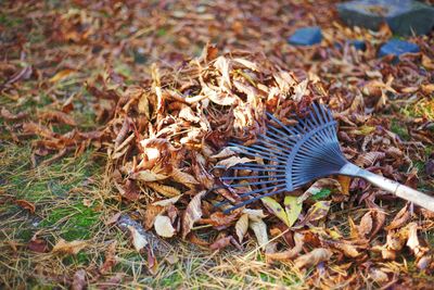 High angle view of dry leaves on field