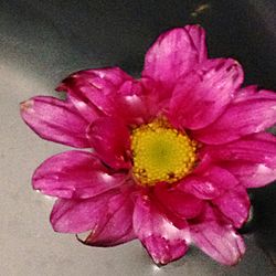 Close-up of pink flower