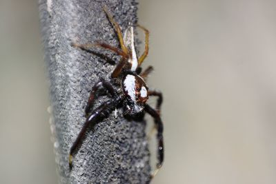 Close-up of spider