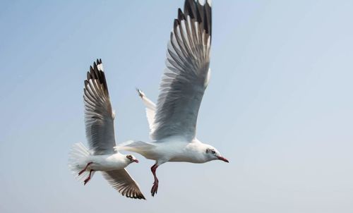 Low angle view of seagulls flying against clear sky