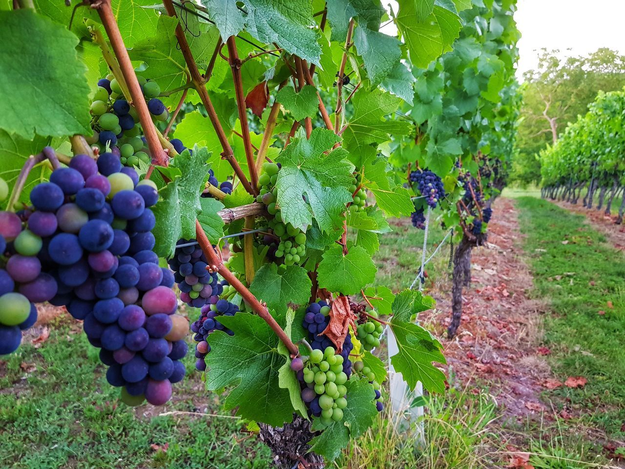 GRAPES GROWING IN VINEYARD