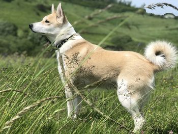 View of a dog looking away