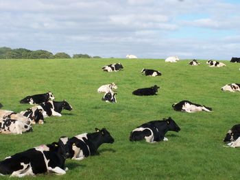 Cows grazing on field against sky