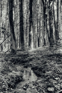 Close-up of trees in forest