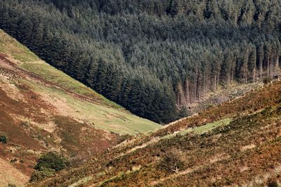 High angle view of pine trees in forest