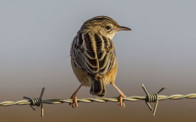 Close-up of bird perching on barbed wire