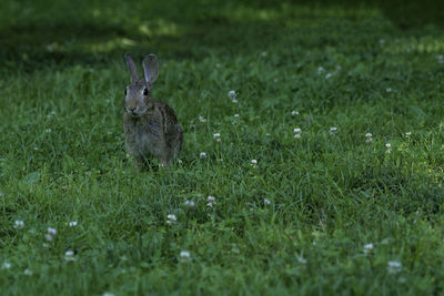 Rabbit on grassy field