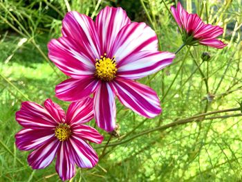 Close-up of pink cosmos blooming outdoors