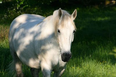 Close-up of horse standing on field