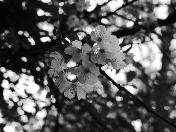 Close-up of white flowers on tree