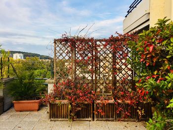 Potted plants in greenhouse against sky