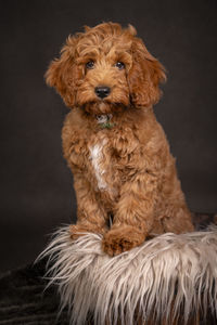 Close-up of dog against black background