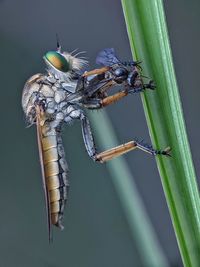 Close-up of roberfly